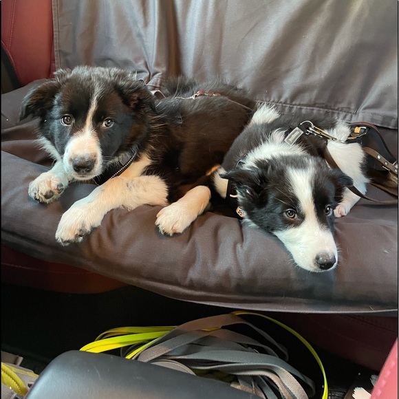 Meet your Posher, Magen - Picture 6 of 8